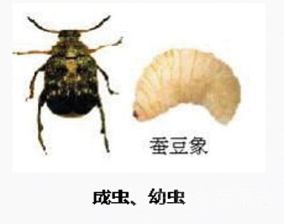 【 为害症状】         成虫略食豆叶,豆荚,花瓣及花粉,幼虫专害