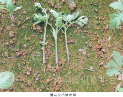 番茄立枯病(tomato  rhizoctonia rot)