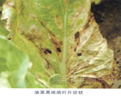 油菜黑斑病 (rape alternaria leaf spot)