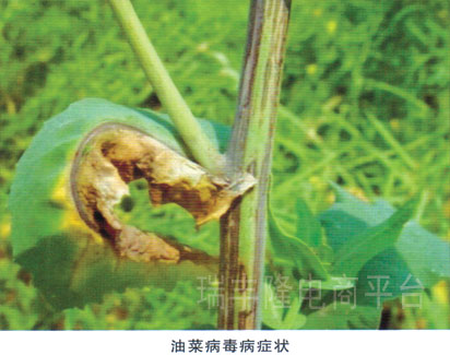 油菜病毒病 (rape viral diseases)