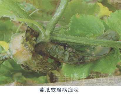 黄瓜软腐病(cucumber  bacterial soft rot)