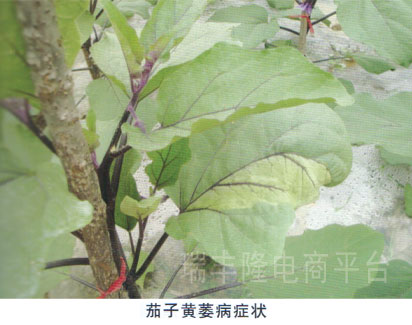 茄子黄萎病(eggplant  verticillium  wilt)