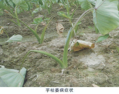 芋枯萎病(taro fusarium wilt)