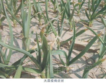 大蒜疫病(garlic phytophthora blight)