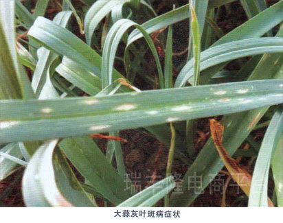 大蒜灰叶斑病(garlic gray leaf spot)