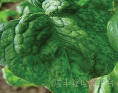 病原学名     beet mosaic virus(btmv)属于( )ssrna 马铃薯y病毒科