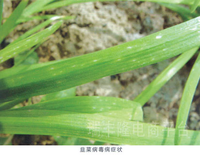 韭菜病毒病(chinese chives virus)