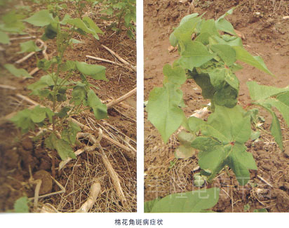 棉花角斑病 ( cotton angular leaf s pot)