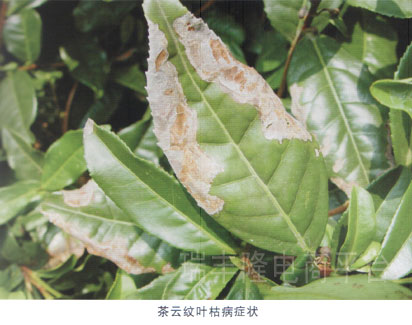 【 分布为害】         茶云纹叶枯病是最常见的茶树叶部病害