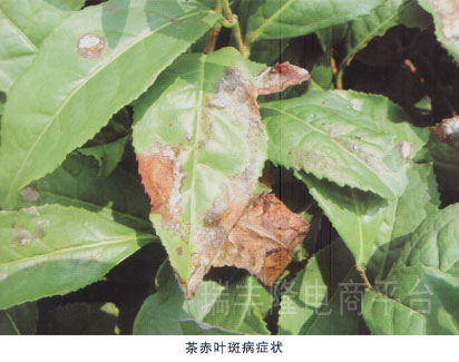 茶赤叶斑病 (tea red leaf spot )