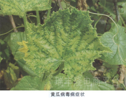 黄瓜病毒病(cucumber mosa.c disease)